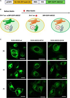 Identification of Specific Trafficking Defects of Naturally Occurring Variants of the Human ABCG2 Transporter